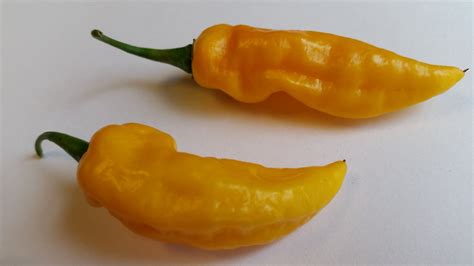 Bhut Jolokia Yellow Ghost - Seeds from Bohica Pepper Hut