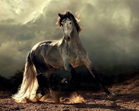 majestic and elegant ... | Horses, Most beautiful horses, Horse pictures