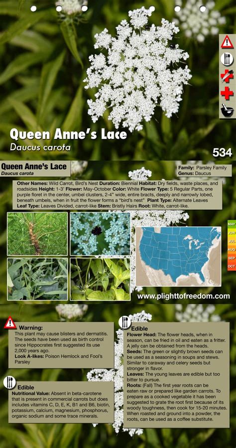 Queen Anne's Lace: Edible, Medicinal, Cautions & Other Uses - The Cargo ...