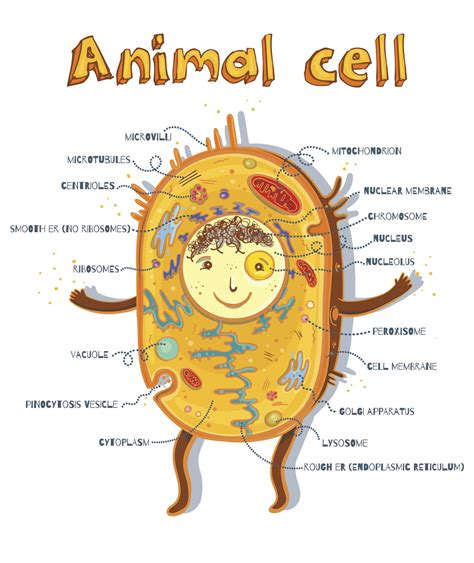 Parts Of The Animal Cell