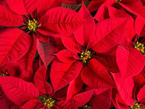 Collecting Poinsettia Seeds - Tips On Growing Poinsettia From Seeds