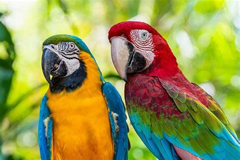 INTERESTING FACTS ABOUT GUACAMAYAS (MACAWS)