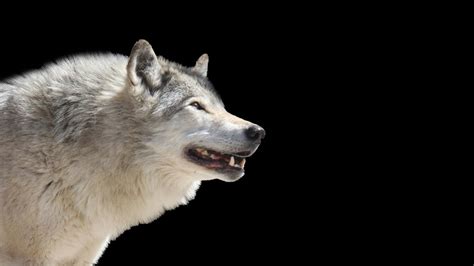 Wolf Howling Sound Effect HD - YouTube