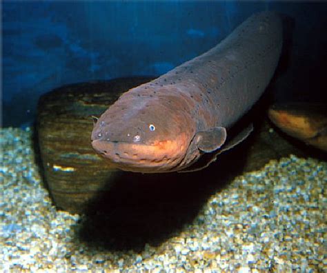 Electric Eel