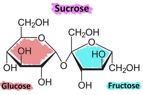 Glucose vs. Fructose vs. Sucrose – What Is It All About? | GGP