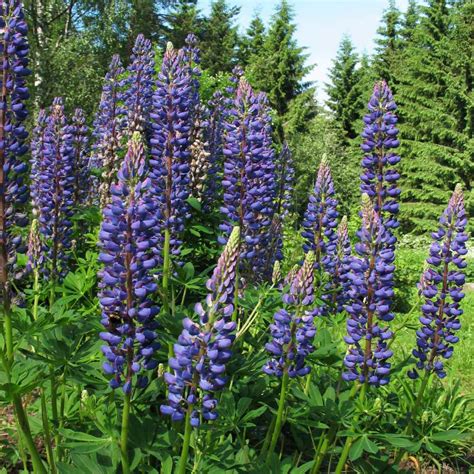 Lupine Seed - Lupinus Perennis Wild Blue Lupine Wild Flower Seeds