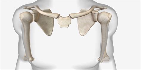 Pectoral Girdle – Nursing Lecture