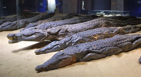 Egitalloyd Travel Egypt: News, Kom Ombo: Egypt's Crocodile museum to re ...