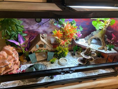 25 gallon leopard gecko tank setup in 2023 | Leopard gecko habitat ...