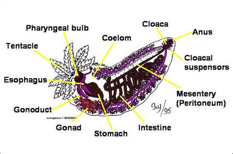 Sea Cucumbers: Characteristics, Behavior and Products | Sea Life ...