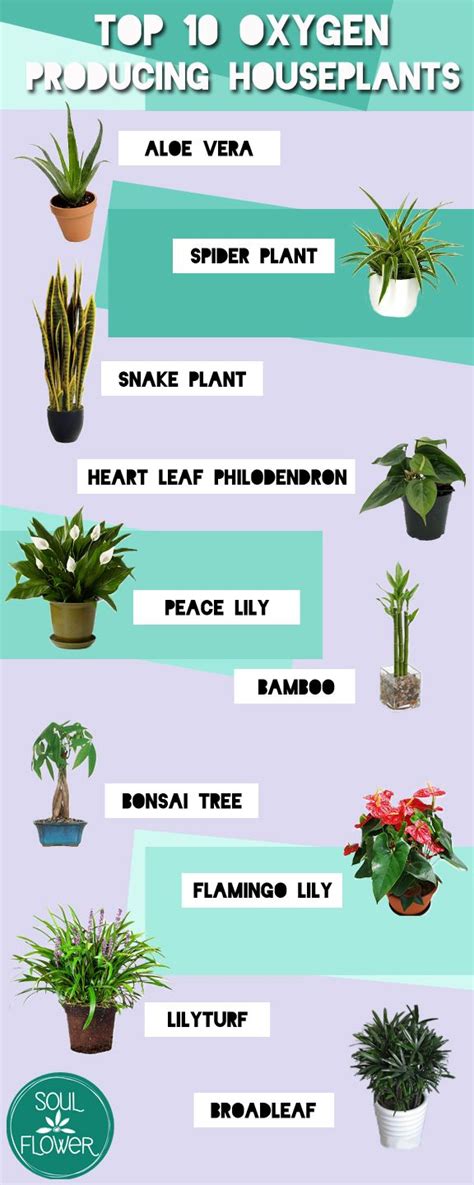 16+ What House Plants Give The Most Oxygen? Background