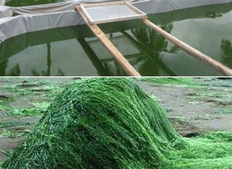 Organic Spirulina Farming - Cultivation, Growing Guide | Agri Farming