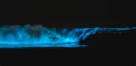 Surfing Bioluminescent Waves San Diego - Rob Wessels Photography