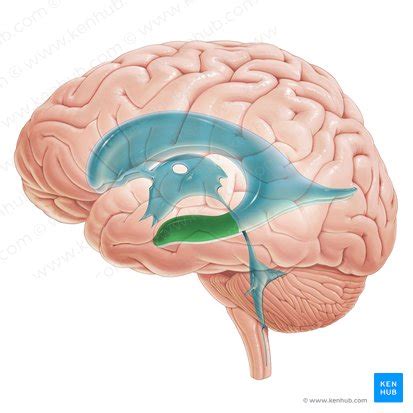 Lateral ventricles: Anatomy and function | Kenhub