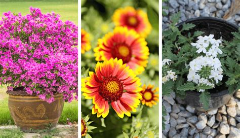 15 Drought-Friendly Plants That Grow In Lack Of Water