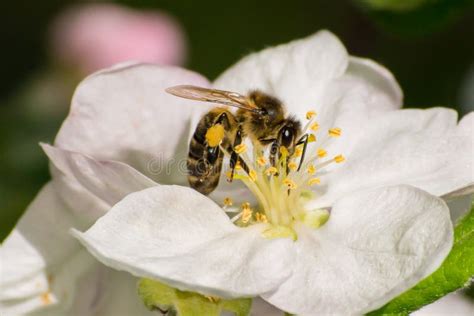 Honey Bee, Pollination Process Stock Image - Image of nature, micro ...