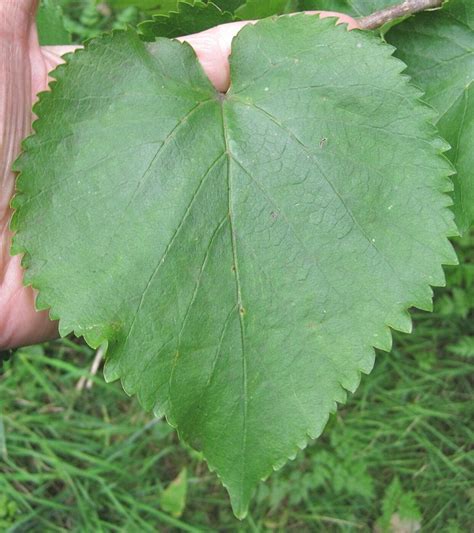 Mulberry Tree Identification