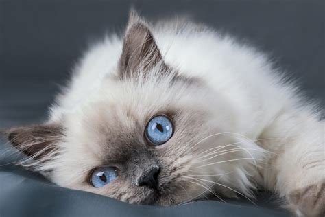 Le Ragdoll, le chat idéal