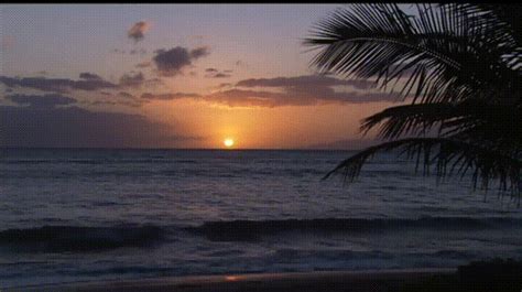 Moving Beach Background For Zoom Gif : Caribbean Zoom Virtual ...