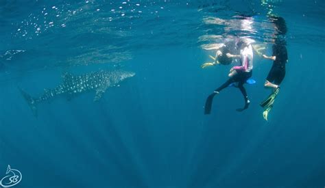 Tourism Helps Western Australia’s Whale Sharks | Echidna Walkabout Tours