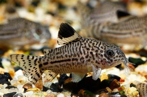 Cory Catfish: Here are 8 Cory Catfish Types - HookedOnCatfish