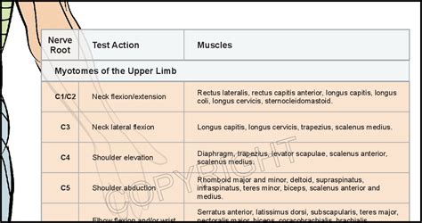 Cervical Myotomes Chart