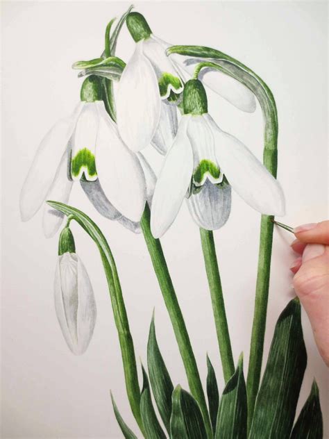 Anna Mason - Snowdrops | Flower painting, Botanical drawings, Flower ...