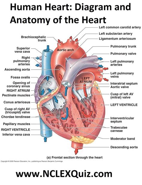 Where is the Heart Located in the Human Body - VivianaatRandall