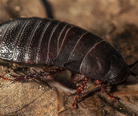 The cockroach that time forgot | NSW Environment and Heritage