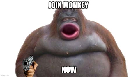 monkey Memes & GIFs - Imgflip