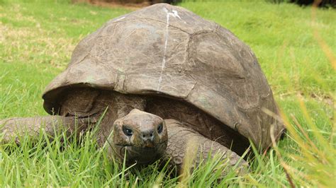 These Are The Oldest Captive Animals In The World