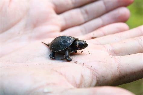 The bog turtle is one of the world's smallest turtle species. It's ...