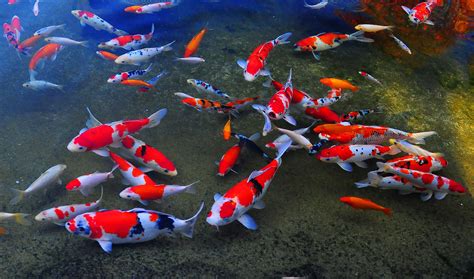 koi fish Koi fish polycentric posted pomona poly cal garden cpp edu ...