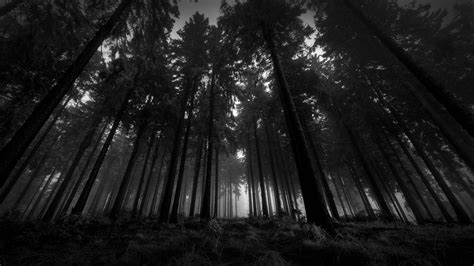 Anime Dark Forest Wallpapers - Top Free Anime Dark Forest Backgrounds ...