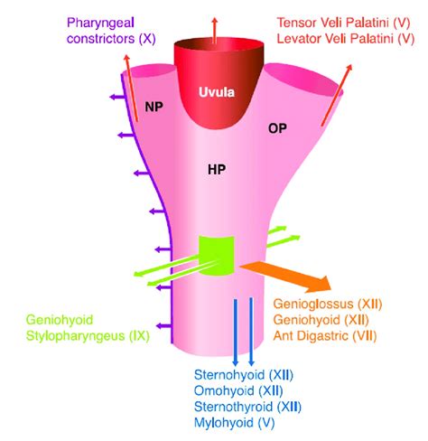 The upper airway in obstructive sleep apnea: a reliance on upper airway ...