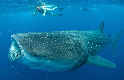 Whale Shark Snorkeling In Cancun | ubicaciondepersonas.cdmx.gob.mx