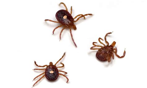 Ticks in Missouri - AZ Animals