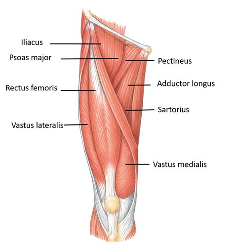 Anterior Compartment of Thigh – Anatomy QA