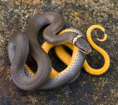 Ring-necked Snakes - The Orianne Society