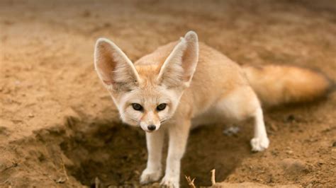 Amazing Desert Animals Surviving in Barren and Arid Landscapes