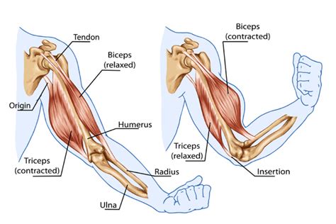 Muscles Work In Pairs