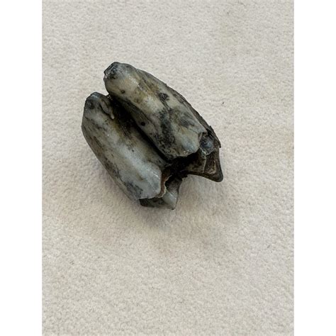 Fossil Camel Tooth – Florida, beautiful light enamel → Prehistoric Online