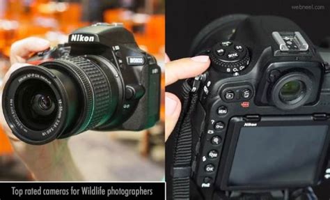 10 Top-rated cameras for Wildlife photographers - Camera Review