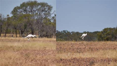 Magnificent! Rare white kangaroo spotted in Australia - See Viral ...