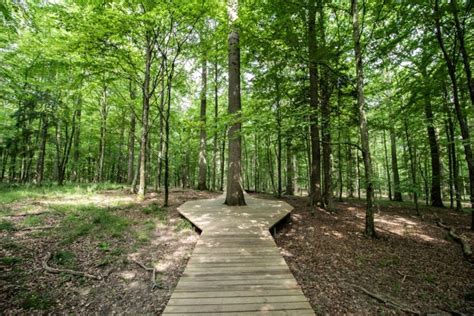 How are Nature Trails Making the Natural World More Accessible for ...