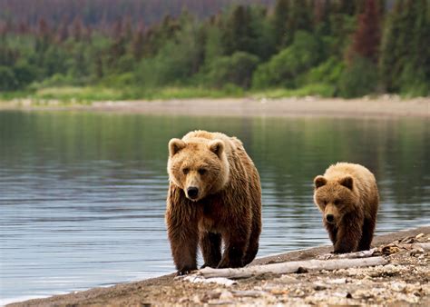 Wildlife in Canada, Alaska & the Arctic | Audley Travel