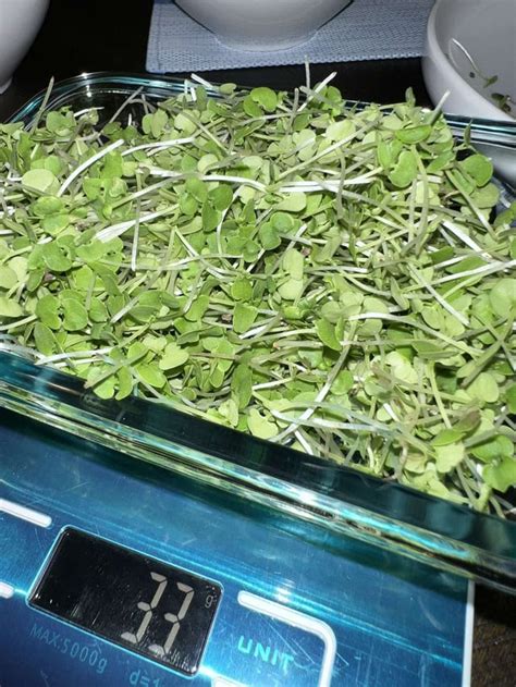 Where to buy bulk seeds in EU? : r/microgreens