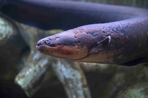 Shocking Electric Eel Facts