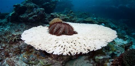 Great Barrier Reef pollution controls are not enough: here's what we can do