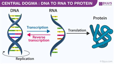 Difference between Coding and Noncoding DNA